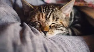 Cutest Cats Sleeping / Funny Vedio | cats story 2.0