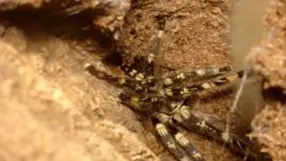 January 2014 Arachnotour Vid - Part 1 - Old World Species