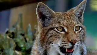LYNX CATS: Stealth And Survival
