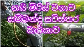 නයි මිරිස් වගාව සම්බන්ද අද්දැකීමෙන් නියන සවිස්තර වාර්තාව.#trending #agriculture #nature #අමතර අදායම්