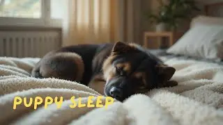Puppy Grooming Piano &ndash; Calm Background Music for Bath & Brushing Time