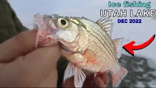 Ice Fishing Utah Lake first ice December 2022!!! (Catch N Cook!)