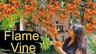 The BEST Flowering Vine for Your Garden | Flame Vine Growing Guide 