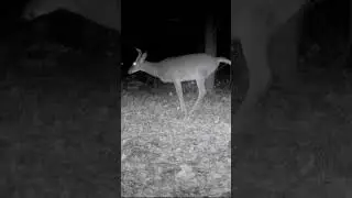 Young buck working his tarsal glands...