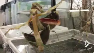 Hardcore Mantis