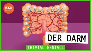 Der Darm &ndash; so sitzt du richtig auf dem Klo | Trivial Genial | DAK-Gesundheit