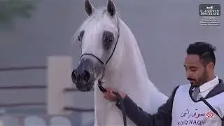 N 184 EFREEN AL RAYYAN   15th Qatar International Arabian Peninsula Horse Show 2026   Stallions 7+ Y