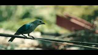 Sony a6000 - Birds b-roll secuence