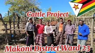 #Cattle farming #African life # Deeping of cows process and tips # Zimbabwe #Small scale farming