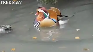 Most Beautiful Ducks In The World | Laszlo - Imaginary Sound | Free M&V | 2020