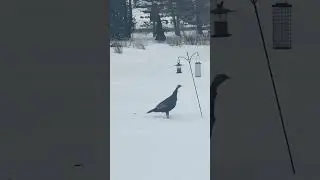 Thief steals bird seed
