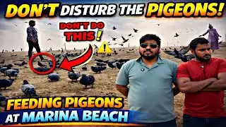 💥🕊️Marina Beach Pigeon Feeding Reality | Morning Peace, Responsibility & Awareness | Tamil Vlog