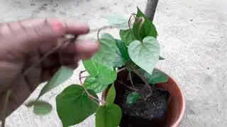 How to Care Lucky plant Paan (Betel Vine).......||RUPA GREEN GARDEN ||