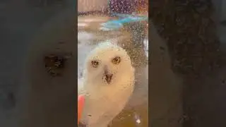 the owl is quite fierce