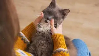Cat Chat: Decoding Feline Communication