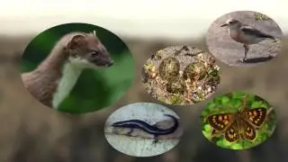 CoastCare - Our Sand Dunes 4 - Animal Community