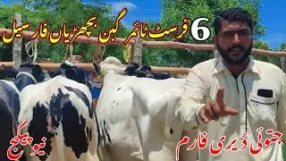 6 امپورٹڈ اسٹریلین فریزین فرسٹ ٹائمر گبن بچھڑیاں فار سیل 🐄 03036629052