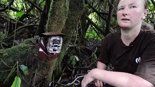 Camera trap installation in Mount Cameroon National Park Buea Cameroon