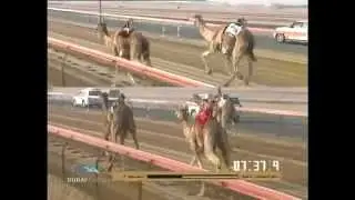 كأس الأبكار المحليات - سن الثنايا لأصحاب السمو الشيوخ