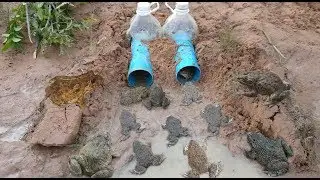 Making Deep Hole Bottle Frog Trap / AHA Factory