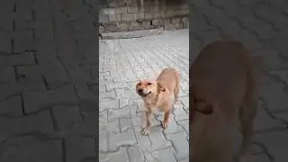 A happy dog being will fill your heart with so much joy ❤️🥰