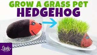 Grow a Grass Pet Hedgehog | DIY Grass Head | Fast & Easy | Grow a Plant | Fun Sock Creations