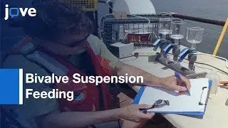 Bivalve Suspension Feeding Quantification at Sea | Protocol Preview