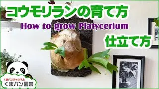 コウモリランの育て方・ヘゴ板仕立て方【くまパン園芸】