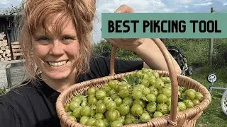 Quickly Harvest Gooseberries! Quick way to pick berries!