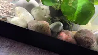 Meet My Algae-Eating Shrimp! Ryan&rsquo;s New Tank Clean-Up Crew