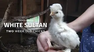 White Sultan: 2-Week-Old Chicks