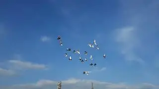 Birds Flying in Circles 🕊 🕊 🕊 .....