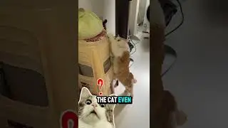 Эта кошка была сбита с толку капустой.