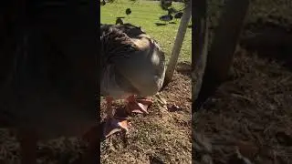 Waller park duckies
