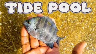 Amazing Sea Exploration!🐠🦀🐡💦