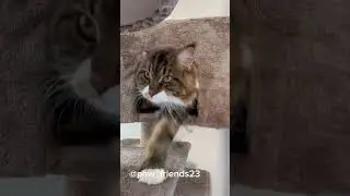 #catlovers #cozycats