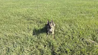 Still working on building up Larkin&rsquo;s endurance for FH Tracking. Please leave a comment below. 