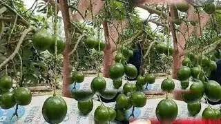 HOW TO : Propagations Avocado tree to fast, heavy fruit/cloning tree/airlayer/cleafgrafting methode