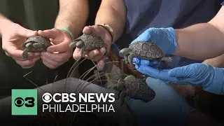 Philadelphia Zoo debuts 4 new Galapagos tortoise hatchlings