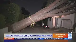 Massive tree topples onto home in Hollywood Hills