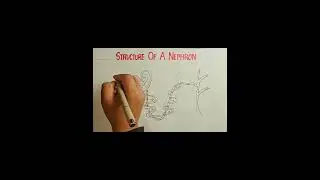 Structure of Nephron Diagram | Excretory System | Class 10 Biology 