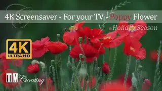 4k Screensaver - For Your TV - Poppy Flower