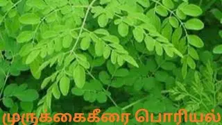 முருங்கை கீரை பொரியல்🤔 நான் உங்கள் ராஜ்குமார் சசி🌺 home tamil vlog#