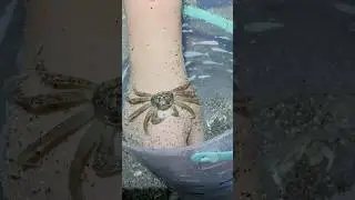 It wouldn&rsquo;t let go. #crab #crabs #ghostcrab #fiddlercrab #bluecrab #crustacean #crustaceans #ocean