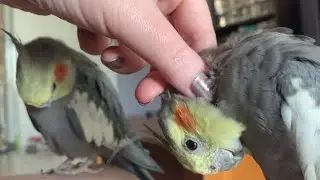 Polite Birbs Taking Turns At Scritches