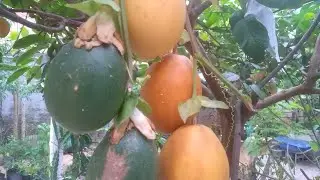 SEMENTES NOVAS DO MARACUJA DOCE MEL DO CERRADO