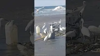 BIRDS OF THE BEACH  #birdlovers #birdsound #wildlife #birds #birdlife #animalstour #birdspotter
