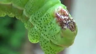 Spotted cutie: Caterpillar of Lobobunaea (phaedusa) christyi