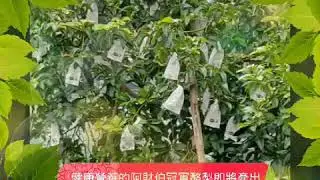 早生種章安，黑美人酪梨 #阿財伯酪梨#