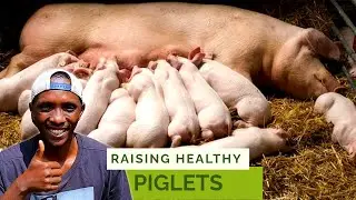 Expert tips on raising healthy piglets from birth to weaning